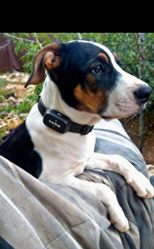 Tractive GPS Pet Collar